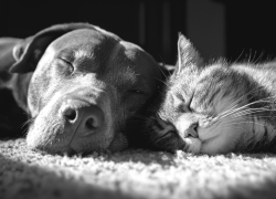 New pet rules for tenancies: What NZ landlords and tenants need to know (2025 update)