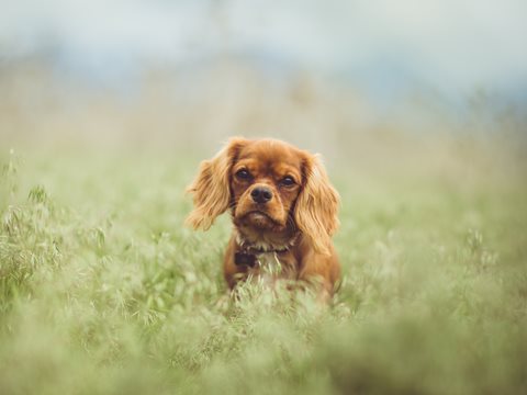 Pet Bond Announced